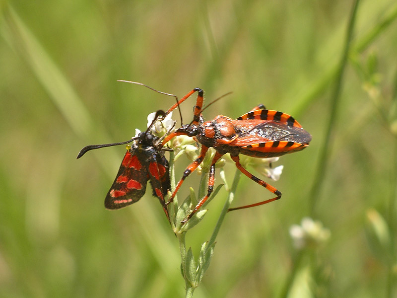 Le Zygaenae non sono appetibili